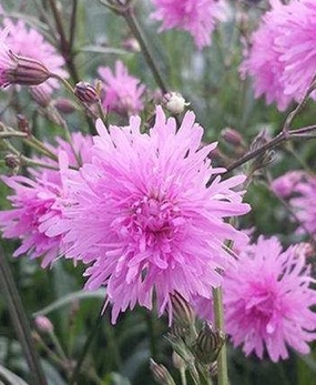 Image of Lychnis flos-cuculi Petite Jenny