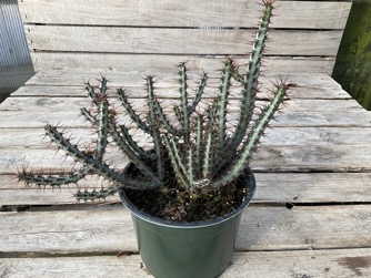 Image of Euphorbia aeruginosa ‘Miniature Saguaro’