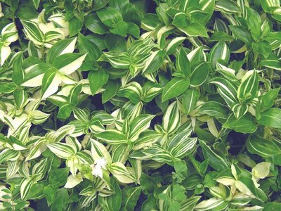 Image of Tradescantia Pistachio (White Stripe)