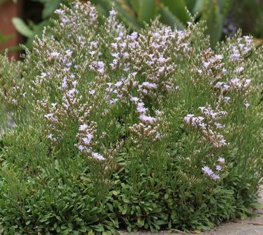 Image of Limonium minutum