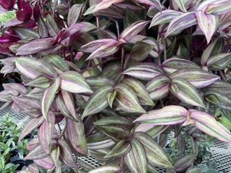 Image of Tradescantia zebrina multicolor