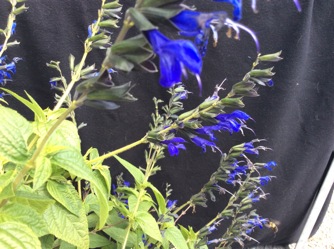 Image of Salvia guaranitica Black and Blue