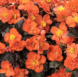 Image of Begonia Solenia Chocolate Orange