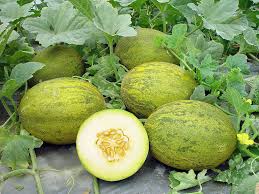 Image of Melon Heirloom, Lambkin (aka: Santa Claus)