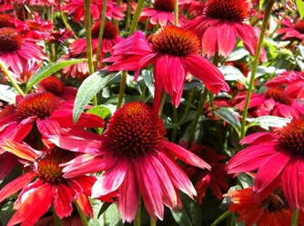 Image of Echinacea Sombrero Salsa Red