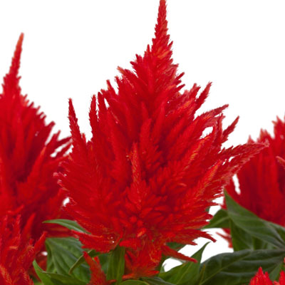 Image of Celosia Kelos Fire Orange