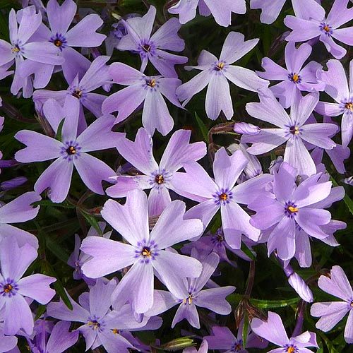 Image of Phlox sub. Emerald Blue