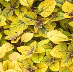 Image of Plectranthus Guacamole