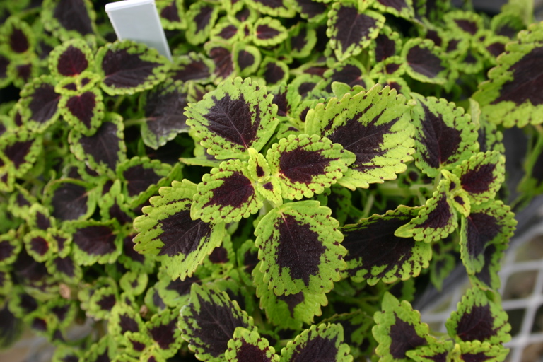 Coleus Tell Tale Heart Baker's Acres Greenhouse