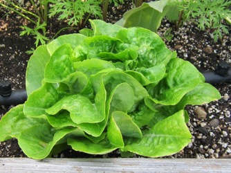 Image of Lettuce Bibb Buttercrunch