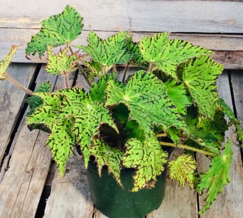 Image of Begonia ‘Jealous Zebra’