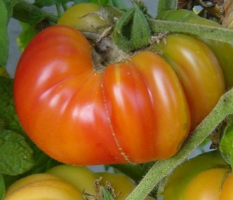 Image of Tomato Heirloom, Pineapple