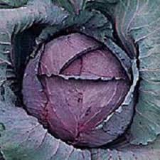 Image of Cabbage Ruby Perfection