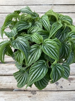 Image of Peperomia sandersii 1