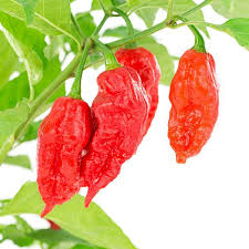 Image of Pepper Hot, Ghost