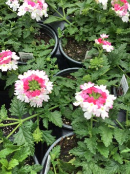 Image of Verbena Lanai Twister Pink