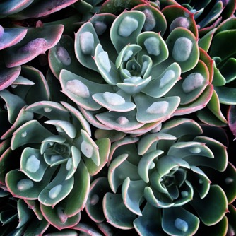 Image of Echeveria Raindrop