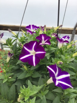 Image of Petunia Blanket Blue Star