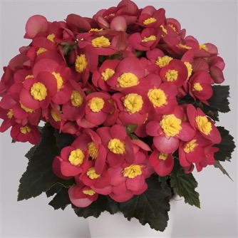 Image of Begonia H. Valentino Pink