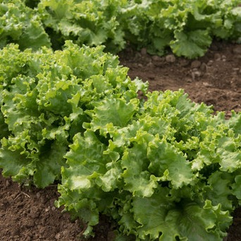 Image of Lettuce Leaf Starfighter (green)