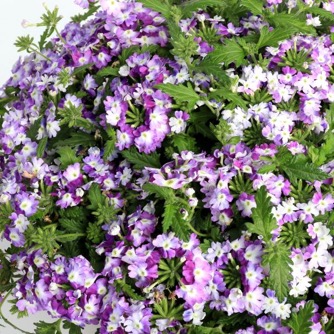 Image of Verbena Lanai Twister Purple