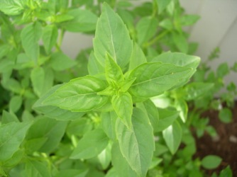 Image of Basil Lime