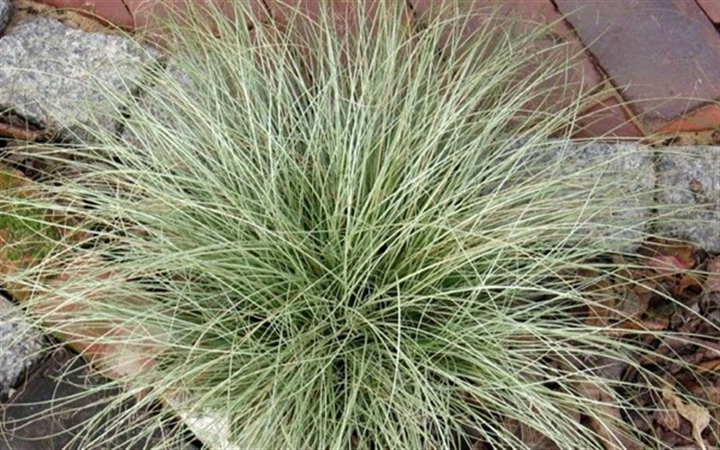 Image of Carex Amazon Mist