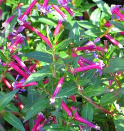 Image of Cuphea Starfire Pink