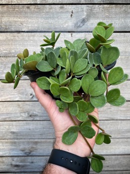 Image of Peperomia Hope