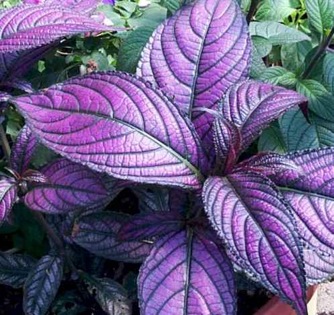 Image of Strobilanthes dyerianus (Persian Shield)