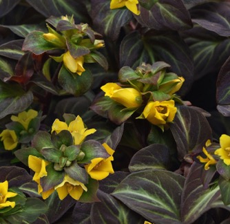 Image of Lysimachia Night Light