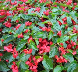 Image of Begonia Dragon Wing Red