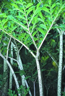 Image of Amorphophallus konjac Leo Song